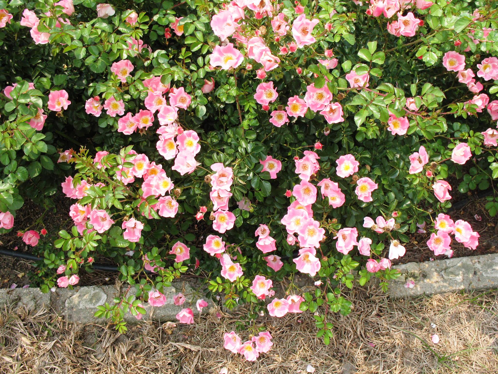 Online Plant Guide Rosa 'Carefree Delight' / Carefree Delight Rose